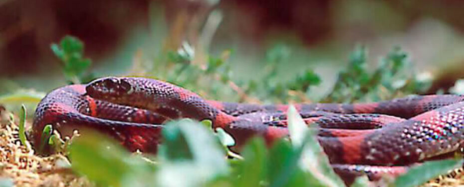 Lampropeltis Mexicana