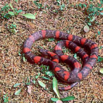 Lampropeltis Mexicana