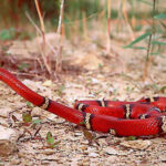 Lampropeltis triangulum silanoe