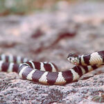 Lampropeltis Getulus Californiae