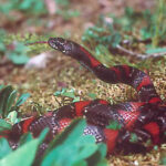 Lampropeltis Mexicana