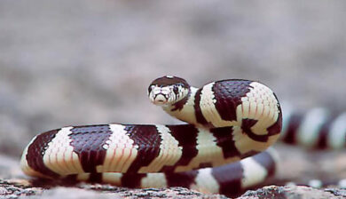 Lampropeltis Getulus Californiae