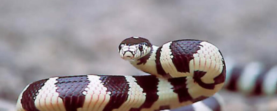 Lampropeltis Getulus Californiae