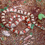 Lampropeltis Mexicana