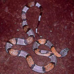 Lampropeltis Mexicana