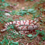 Lampropeltis Mexicana