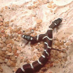 Lampropeltis Bicephale