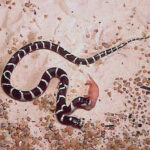 Lampropeltis Bicephale