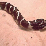 Lampropeltis Bicephale