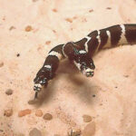 Lampropeltis Bicephale