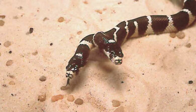 Lampropeltis Bicephale