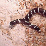 Lampropeltis Bicephale