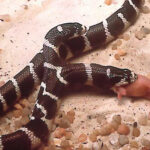 Lampropeltis Bicephale