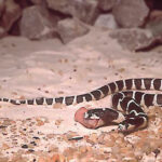 Lampropeltis Bicephale