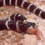 Lampropeltis Bicephale