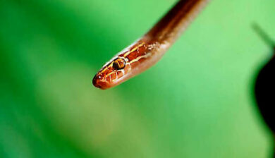 Lamprophis ou Boedon
