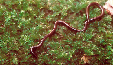 Leptotyphlops