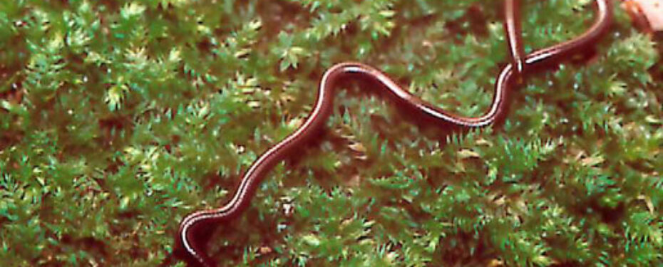 Leptotyphlops