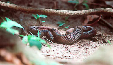 Lycophidion