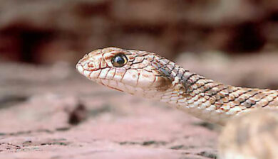 Malpolon Moilensis