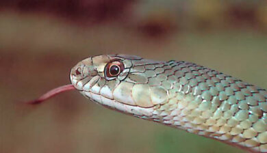 Malpolon Monspessulanus