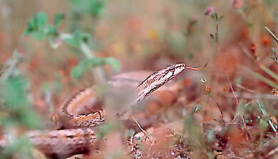 Mimophis