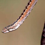 Mimophis