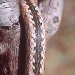 Mimophis