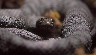 Natrix Tessalata