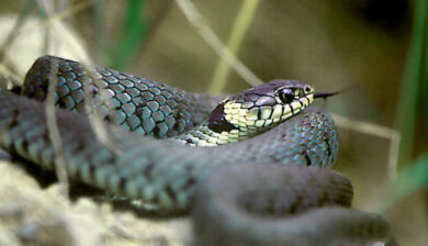 Natrix