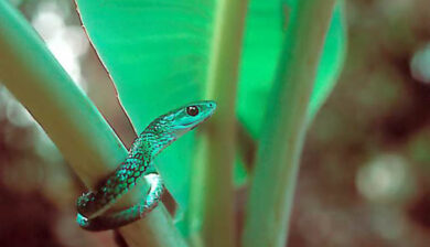 Philotamnus