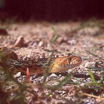 Pituophis melanoleucus