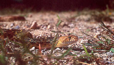 Pituophis melanoleucus
