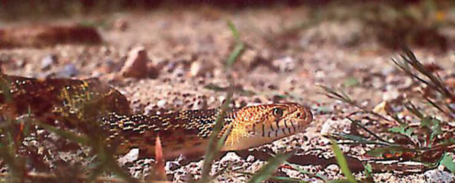 Pituophis melanoleucus